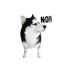 Husky Crazy Boom（個別スタンプ：3）