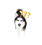 Husky Crazy Boom（個別スタンプ：4）