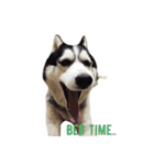 Husky Crazy Boom（個別スタンプ：5）
