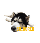 Husky Crazy Boom（個別スタンプ：6）
