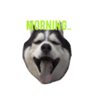 Husky Crazy Boom（個別スタンプ：7）