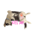 Husky Crazy Boom（個別スタンプ：8）
