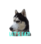 Husky Crazy Boom（個別スタンプ：10）
