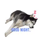 Husky Crazy Boom（個別スタンプ：11）