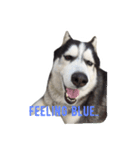 Husky Crazy Boom（個別スタンプ：12）