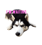 Husky Crazy Boom（個別スタンプ：13）