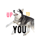 Husky Crazy Boom（個別スタンプ：14）