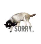 Husky Crazy Boom（個別スタンプ：16）