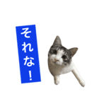 癒し猫**実写**ギャル語（個別スタンプ：1）