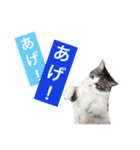 癒し猫**実写**ギャル語（個別スタンプ：4）