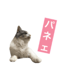 癒し猫**実写**ギャル語（個別スタンプ：7）