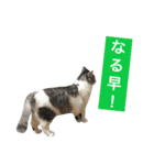 癒し猫**実写**ギャル語（個別スタンプ：8）