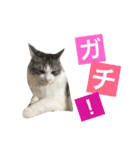 癒し猫**実写**ギャル語（個別スタンプ：9）