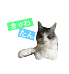 癒し猫**実写**ギャル語（個別スタンプ：10）