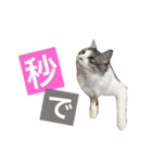 癒し猫**実写**ギャル語（個別スタンプ：15）