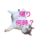 猫のたんぽぽ（個別スタンプ：1）