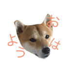 柴犬まめた0524（個別スタンプ：1）