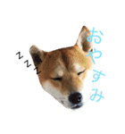 柴犬まめた0524（個別スタンプ：2）