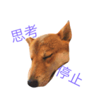 柴犬まめた0524（個別スタンプ：3）