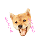柴犬まめた0524（個別スタンプ：5）