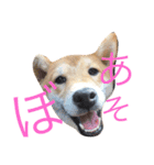 柴犬まめた0524（個別スタンプ：7）