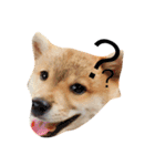 柴犬まめた0524（個別スタンプ：8）