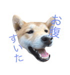 柴犬まめた0524（個別スタンプ：9）