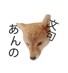 柴犬まめた0524（個別スタンプ：10）