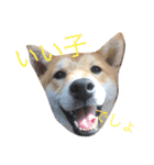 柴犬まめた0524（個別スタンプ：11）