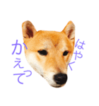 柴犬まめた0524（個別スタンプ：13）