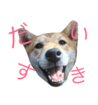 柴犬まめた0524（個別スタンプ：14）