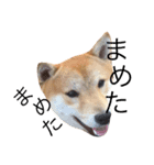 柴犬まめた0524（個別スタンプ：15）