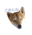 柴犬まめた0524（個別スタンプ：16）