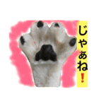 オモロカワイイ猫（個別スタンプ：2）