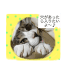 オモロカワイイ猫（個別スタンプ：3）
