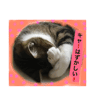 オモロカワイイ猫（個別スタンプ：5）