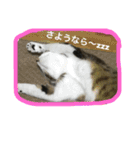オモロカワイイ猫（個別スタンプ：9）