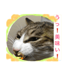 オモロカワイイ猫（個別スタンプ：10）