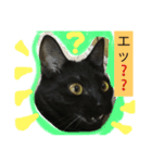 オモロカワイイ猫（個別スタンプ：11）
