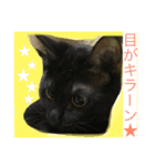 オモロカワイイ猫（個別スタンプ：12）