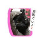 オモロカワイイ猫（個別スタンプ：14）