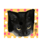 オモロカワイイ猫（個別スタンプ：15）