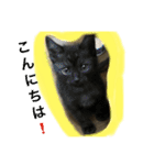 オモロカワイイ猫（個別スタンプ：16）