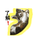 オモロカワイイ猫（個別スタンプ：21）