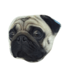 Mamon pug（個別スタンプ：1）