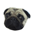 Mamon pug（個別スタンプ：2）