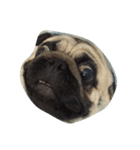 Mamon pug（個別スタンプ：3）