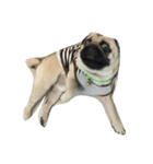 Mamon pug（個別スタンプ：4）