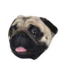 Mamon pug（個別スタンプ：5）