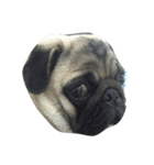 Mamon pug（個別スタンプ：6）